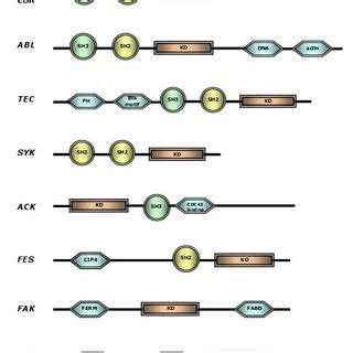 Schematic Representation Of PPI Network Directed NRTK Targeting