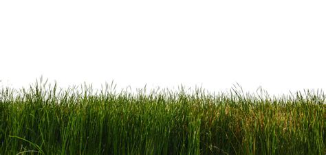 Tall Grass Vector Images – Browse 1,672,914 Stock Photos, Vectors, and ...