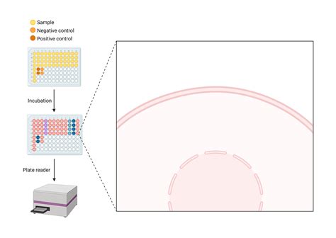 High Throughput Assay Scheme With Callout Layout BioRender Science