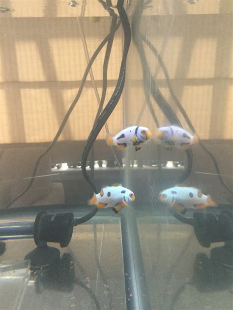 Clownfish breeding set up | Bay Area Reefers | BAR