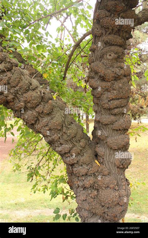 Old ugly tree hi-res stock photography and images - Alamy