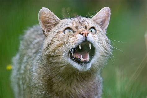 Une nouvelle espèce de chat sauvage découverte dans l'Hérault