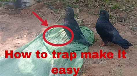 The Best How to trap pigeons, Make it easy - YouTube