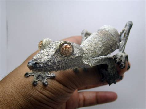 Uroplatus Fimbriatus Lizard Amphibians Reptiles