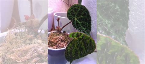 Бегония Меланобулата купить в Москве | Товары для дома и дачи | Авито