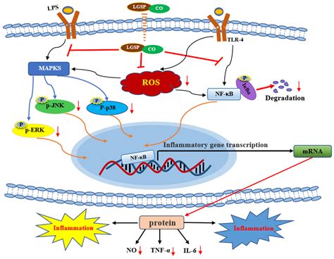 Antioxidants Free Full Text Synergistic Anti Inflammatory Effects