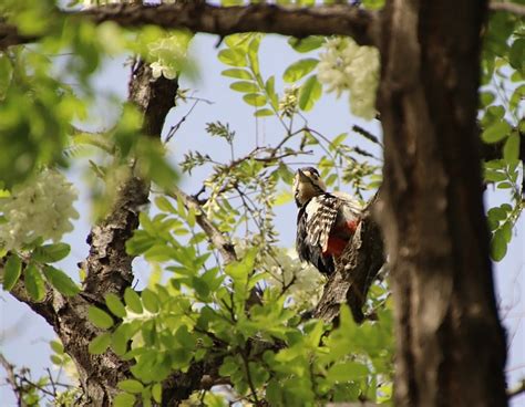 Woodpecker Picidae Bird Free Photo On Pixabay Pixabay