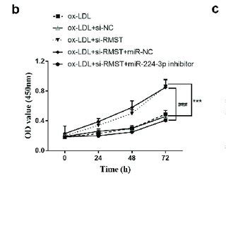 Effects Of Mir P On Huvecs The Expression Level Of Mir P In