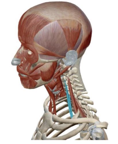 Muscles Of The Neck Flashcards Quizlet