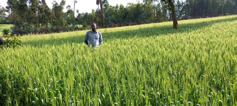 Agro Advisory To Transform Wheat Production