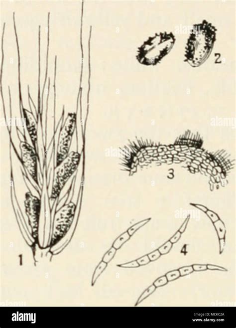 . Fig. 149.—Fusarium heterosporum. i, portion of an ear of rye showing ...