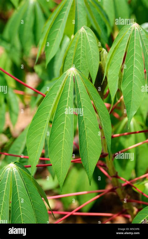 Close Up Of Cassava Leaves Manihot Esculenta Growing On A Farm In Sri Lanka Also Known As