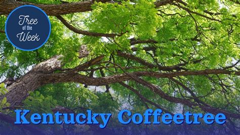 Tree Of The Week Kentucky Coffeetree Youtube