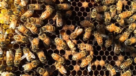 Honey Bee Birthing Youtube