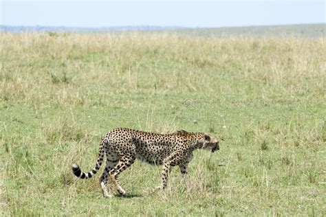 Chita Africana Salvaje En El Parque Nacional Masai Mara En Kenya Foto De Archivo Imagen De