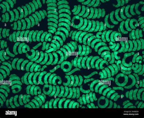 Spirulina Sp Cyanobacteria Light Micrograph Stock Photo Alamy