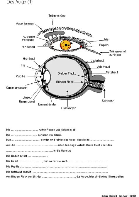 Arbeitsblatt 1 Aufbau Des Auges