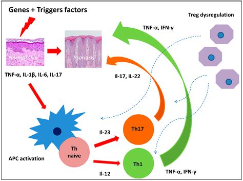 IJMS Free Full Text Stem Cells As Potential Candidates For