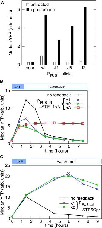 Positive Feedback Loops As A Flexible Biological Module Current Biology