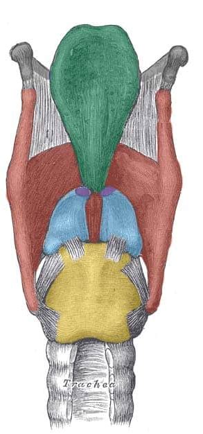 Laryngeal Cartilage Diagram Quizlet