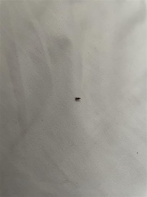 Bed bugs or something else ? : r/whatsthisbug