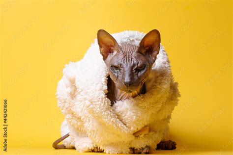 Cat Of Breed Sphinx Wearing In Fashion White Fur Coat Naked Cat A Kitten Without Wool Yellow