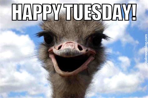 5 Ways Happy Tuesday Memes for Work Improve Team Collaboration - dppf59k