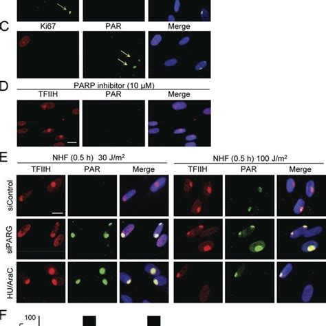 Parylation Affects The Retention Of Ddb2 On Uv Damaged Chromatin A