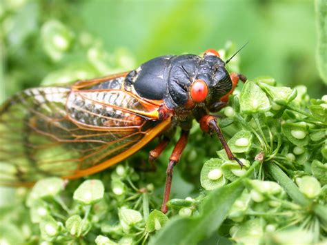 Cicadas 2024 Kentucky Fried - Delila Rochette