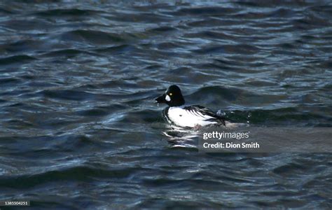 Common Goldeneye Immature Male High Res Stock Photo Getty Images