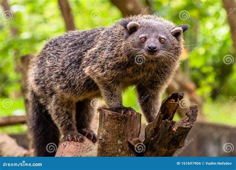 Bearcat Of Binturong Royalty-Free Stock Photo | CartoonDealer.com #77513871