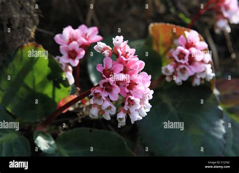 Himalayan flowers Nepal Himalaya Stock Photo - Alamy