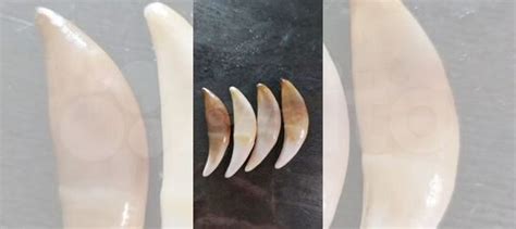 Зуб волка купить в Санкт-Петербурге | Личные вещи | Авито