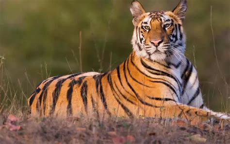 Tiger: History, Facts, Size, Habitat, Classification & Much More ...