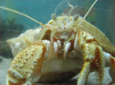 Islay Natural History Trust Common Hermit Crab Pagurus Bernhardus