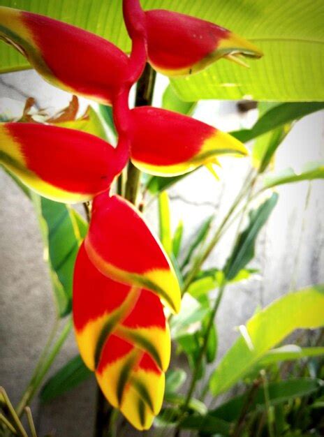 Premium Photo Close Up Of Red Flowers