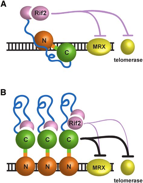 Model For How DNA Binding Modes Can Influence Rap1 Activity In The