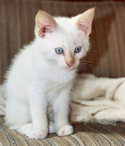 White Siamese Cat Breeds - Pets Lovers