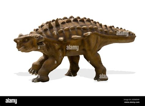 Ankylosaurus Isolated On White Background Ankylosaurus Is A Herbivore