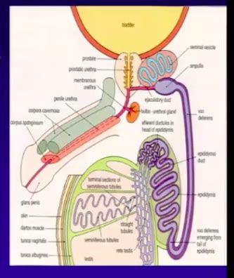 Histo Male Reproductive System Flashcards Quizlet