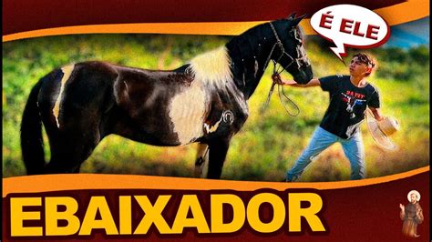 Encontramos O Cavalo Embaixador De PP YouTube