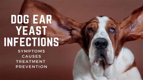 how to clean a yeast infection in a dog's ear