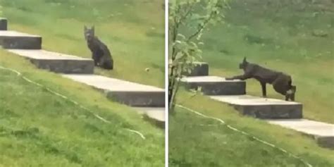 L Apparition Spectaculaire Du Lynx Noir Une Rencontre In Dite Avec Le