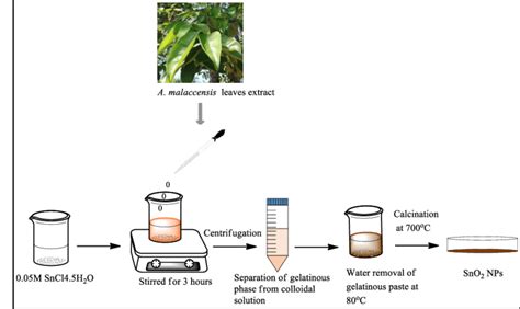 Schematic Representation For The Synthesis Of Sno2 Nps Using Leaves