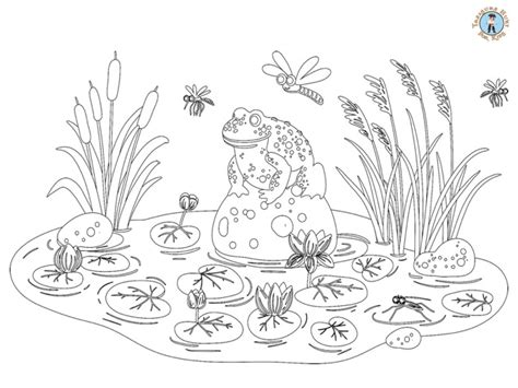 Frog In The Pond Coloring Page Treasure Hunt 4 Kids