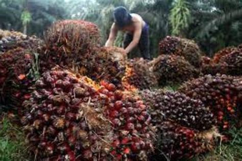 Harga Sawit Riau Turun Rp Kg Antara News