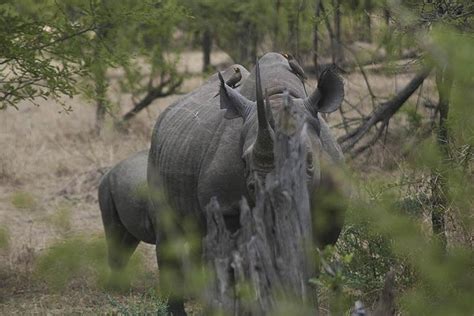 Tripadvisor 3 tägige Taste of Tansania Safari Tarangire Nationalpark