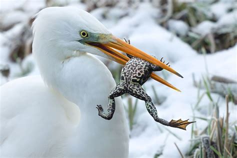 Grote Zilverreiger Vangt Vette Kikker Vogelbescherming