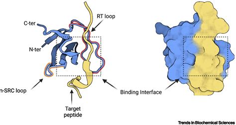 Src Homology Domains Multifaceted Binding Modules Trends In