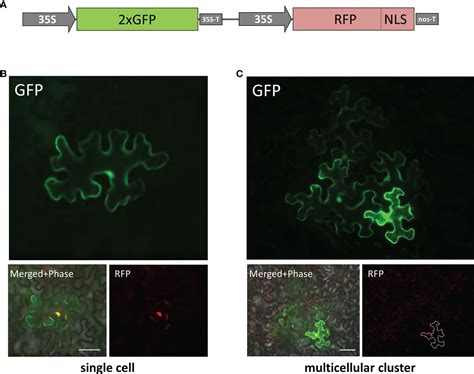 Frontiers Nicotiana Benthamiana Kunitz Peptidase Inhibitor Like Protein Involved In